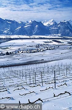 4371 - Chablais - Yvorne