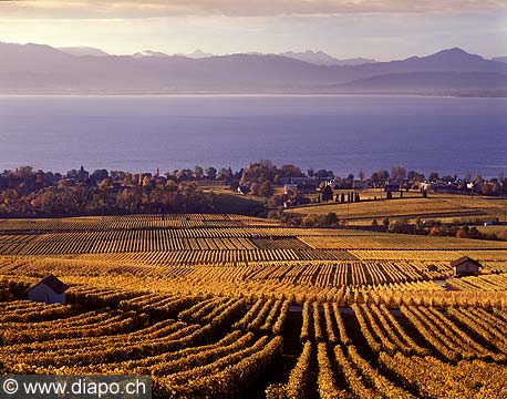 4990 - Vignoble de la Cte et le lac Lman - canton de Vaud - Suisse