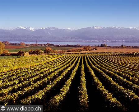 4991 - Vignoble de la Cte et le lac Lman - canton de Vaud - Suisse