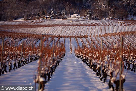 5105 - Photo: Suisse - Canton de Vaud - vignoble de La Cte