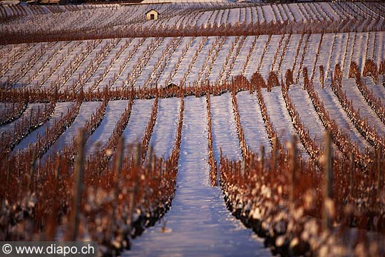 5106 - Photo: Suisse - Canton de Vaud - vignoble de La Cte