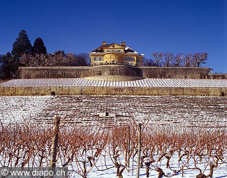 8367 - Photo : vignoble vers Neuchtel en hiver