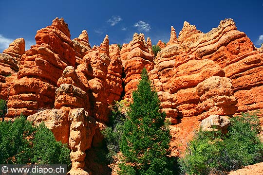 8431 - Photo : Amrique, USA,  Etats-Unis - Zion National park