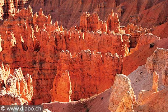 8439 - Photo : Amrique, USA, Etats-Unis - Bryce Canyon