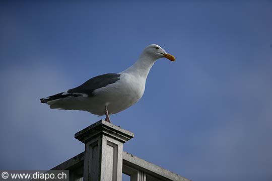 8633 - Photo : USA, Etats-Unis, Californie, San Francisco, Image of America