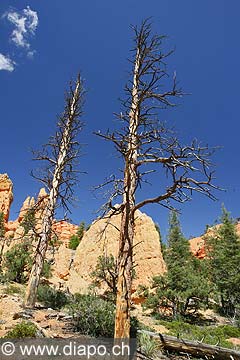 9034 - Photo : Amrique, USA, Etats-Unis, Zion National park,  Image of America