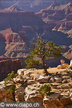 9102 - Photo : Amrique, USA, Etats-Unis - Grand Canyon national Park,  Image of America