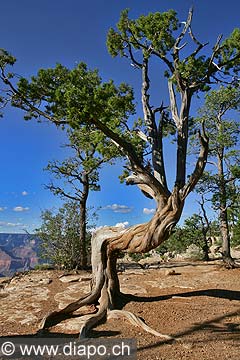 9103 - Photo : Amrique, USA, Etats-Unis - Grand Canyon national Park,  Image of America