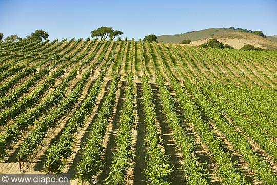 9141 - Photo : USA, Etats-Unis, vignoble vers Santa Maria - Californie