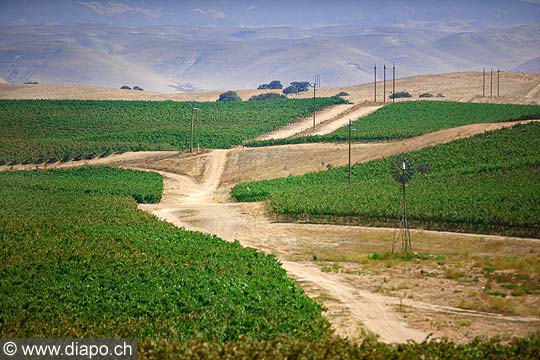 9143 - Photo : USA, Etats-Unis, vignoble vers Santa Maria - Californie