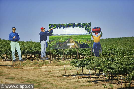 9144 - Photo : USA, Etats-Unis, vignoble vers Santa Maria - Californie