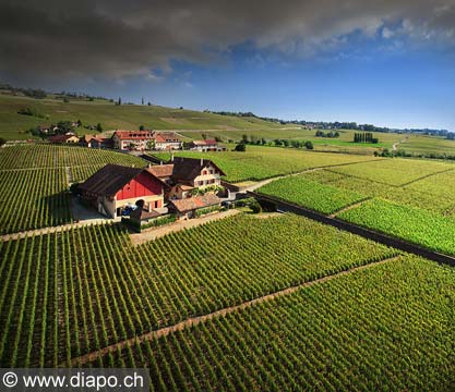 9183 - Photo: Suisse, domaine de Marterey  Fchy