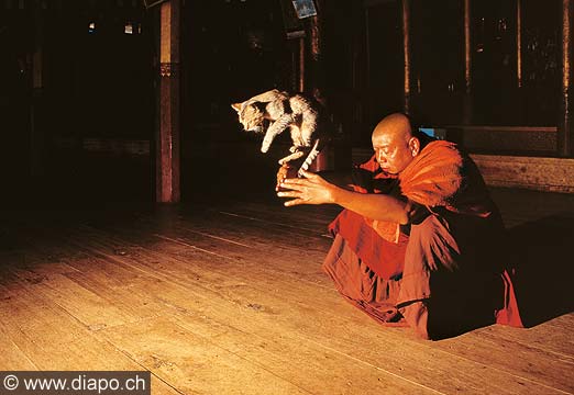 9218 - Photo : Asie - Birmanie - Burma - Myanmar - Asia - 'Jumping cat' - Lac Inle