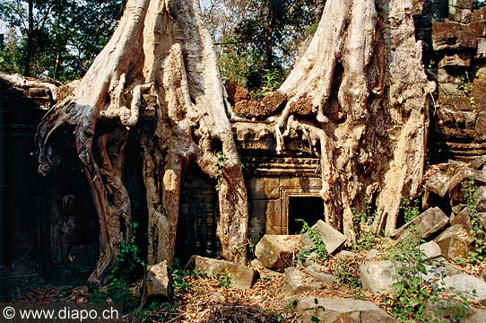 9233 - Photo : Asie - Cambodge, Cambodia - Asia - Temple Ta Phrom