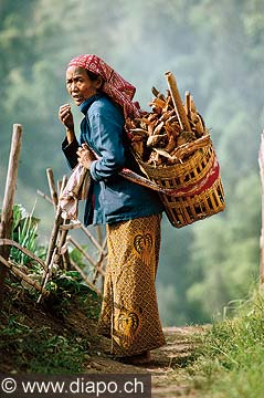 9258 - Photo : Asie - Java, Indonsie, Indonsia - Asia