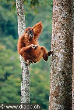 9321 - Photo : Asie - Sumatra, Indonsie, Indonsia - Asia - Orang-outan