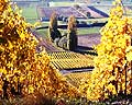 372 - Photo : Suisse - Canton de Vaud -  vignoble de La Cte vers Fchy