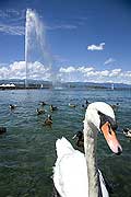 10402 - Photo : Suisse - ville de Genve - jet d'eau - lac Lman - Geneva, , switzerland