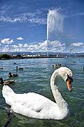 10403 - Photo : Suisse - ville de Genve - jet d'eau - lac Lman - Geneva, , switzerland