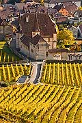 10434 - Photo : vignoble du Landeron dans le canton de Neuchtel - Chteau de Cressier