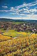 10437 - Photo :Cressier et le vignoble du Landeron dans le canton de Neuchtel