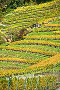 10454 - Photo : le vignoble du Vully Fribourgeois