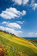 10460 - Photo : le vignoble du Vully Vaudois, sentier viticole de Vallamand et le lac de Morat