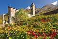 10712 - Photo: Suisse, Tessin, vignoble de Biasca, switzerland, swiss wines - wein, schweiz