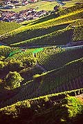 12002 - Photo: Suisse, Valais, vignoble entre Sensine et Daillon ( conthey ), switzerland, swiss wines - wein, schweiz 
