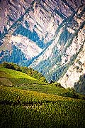 12003 - Photo: Suisse, Valais, vignoble entre Sensine et Daillon ( conthey ), switzerland, swiss wines - wein, schweiz 