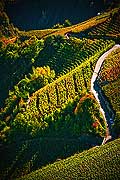 12025 - Photo: Suisse, Valais, vignoble entre Salquenen - Salgesch et Sierre, switzerland, swiss wines - wein, schweiz 