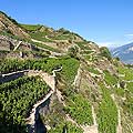 4931 - Vignoble en Valais, Sion - Suisse