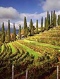 4933 - Photo: Tessin, La colline des oliviers,  Coldrerio dans le Mendrisiotto.