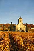 4985 - Vignoble de la Cte - canton de Vaud - Suisse