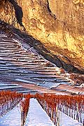 5205 - Valais, vignoble sous la neige vers Chamoson