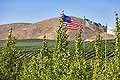 9142 - Photo : USA, Etats-Unis, vignoble vers Santa Maria - Californie