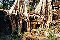 9233 - Photo : Asie - Cambodge, Cambodia - Asia - Temple Ta Phrom
