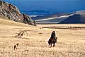 9305 - Photo : Asie - Mongolie, Mongolia - Asia - Le cavalier et son chien